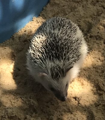 Hedgehog